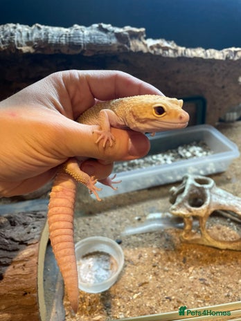 Leopard Gecko reptiles - Advert 7