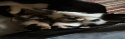 British Shorthair cats for sale: 3 Gorgeous little ladies  - Advert 27