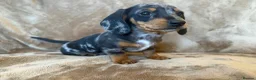 Miniature Dachshund dogs for sale: KC Reg TINY Miniatures from Kaninchen parents  - Advert 8