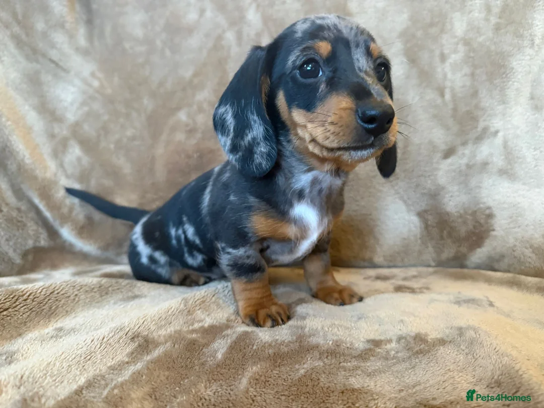 Miniature Dachshund dogs for sale: KC Reg TINY Miniatures from Kaninchen parents  - Advert 8