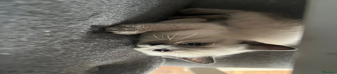 British Shorthair Kitten 1