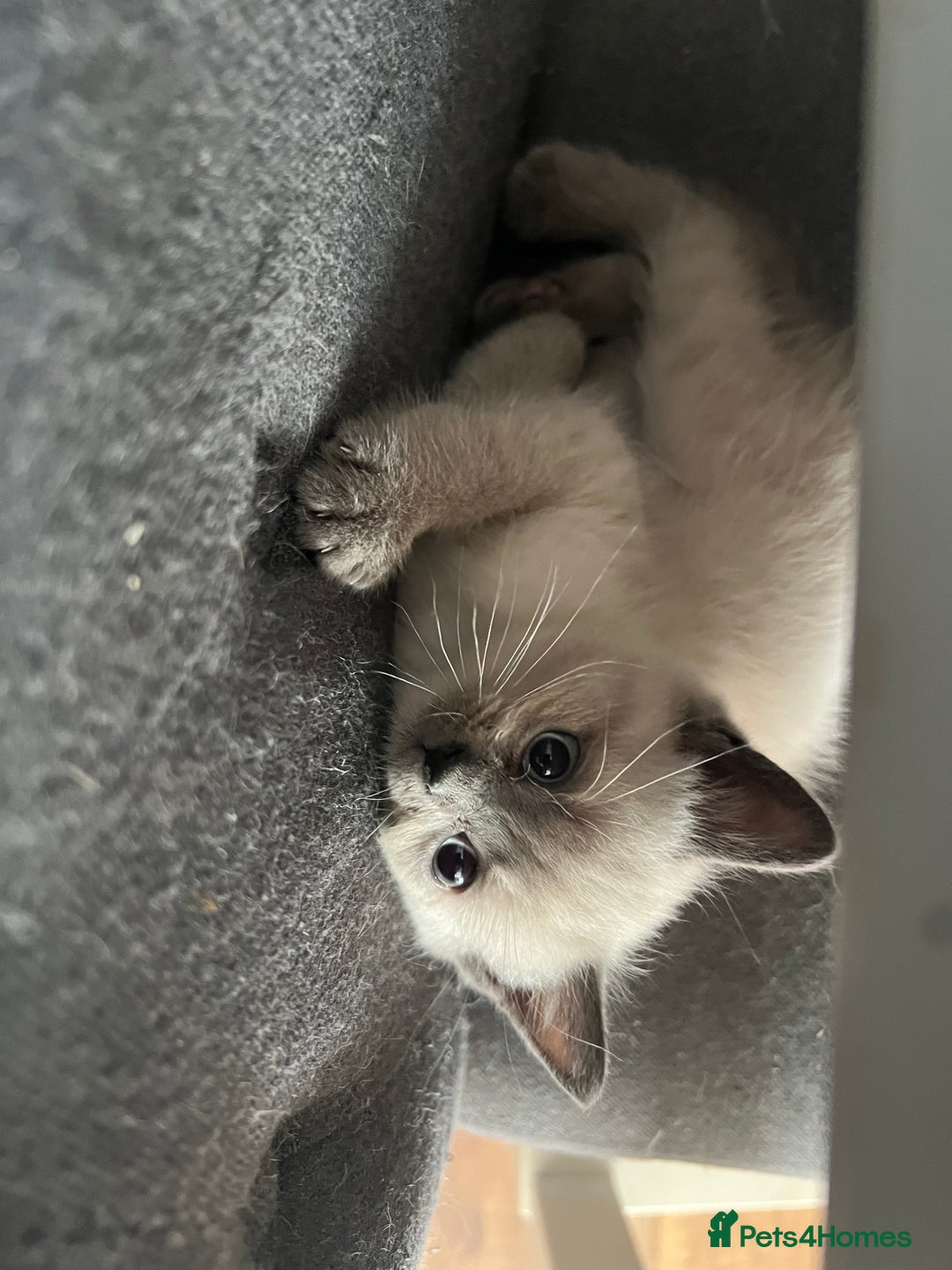 British Shorthair cats for sale: 5 beautiful British shorthair boys  - Image 15