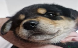 Mixed Breed dogs for sale: Adorable Rottsky Pups - Image 22