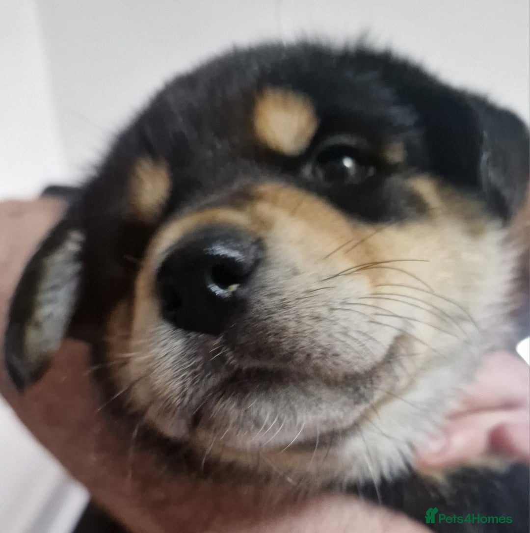 Mixed Breed dogs for sale: Adorable Rottsky Pups - Image 22