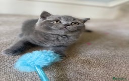 British Shorthair cats for sale: Last Chunky Boy ready to go✨ - Image 2