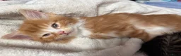 Mixed Breed cats for sale: Beautiful ginger boy. in Ipswich - Advert 4