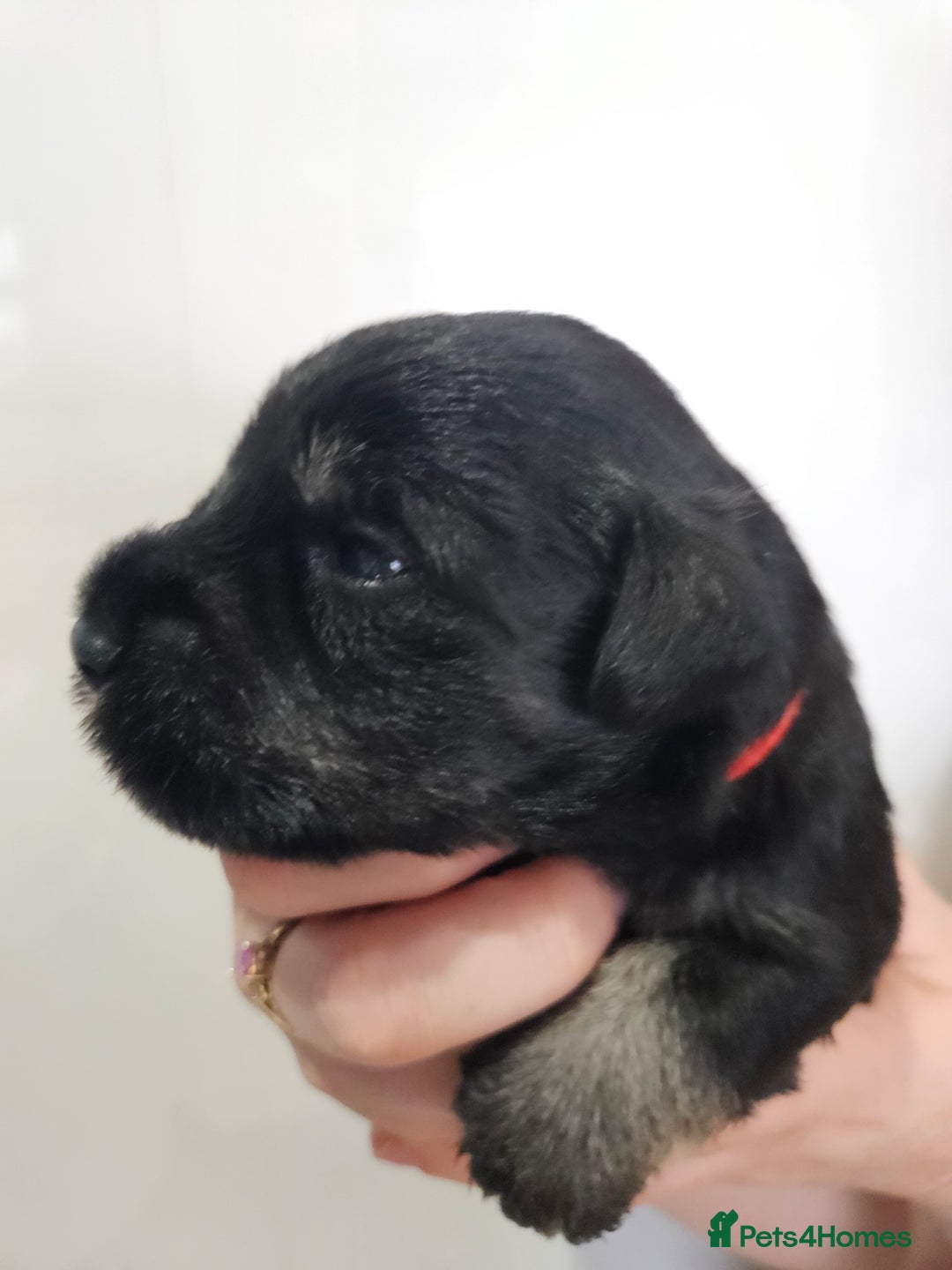 Miniature Schnauzer dogs for sale: Miniature schnauzer's due, KC, Mac, low COI - Image 18