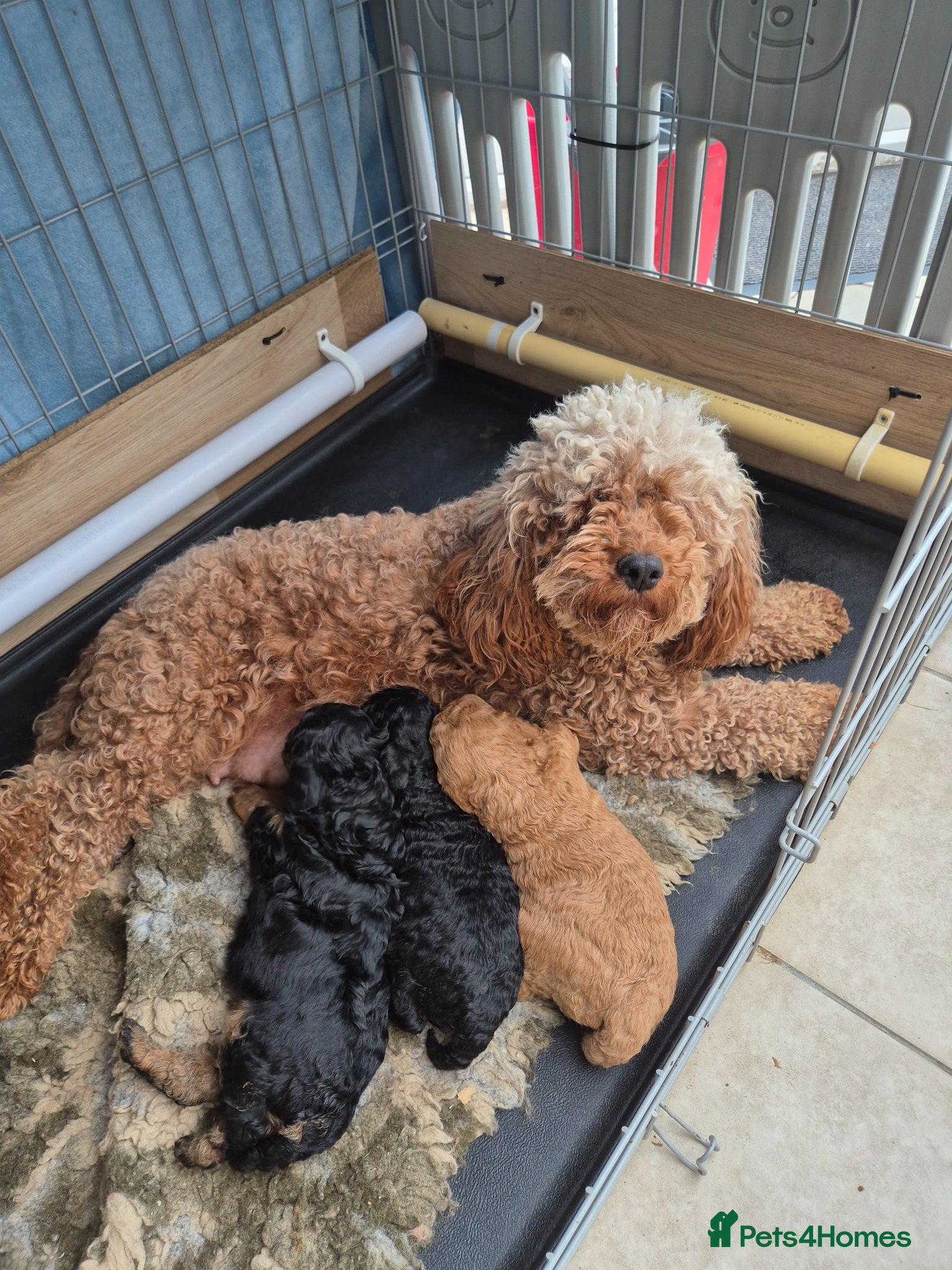 Cavapoo dogs Stunning F1B cavapoo puppies - Advert 1