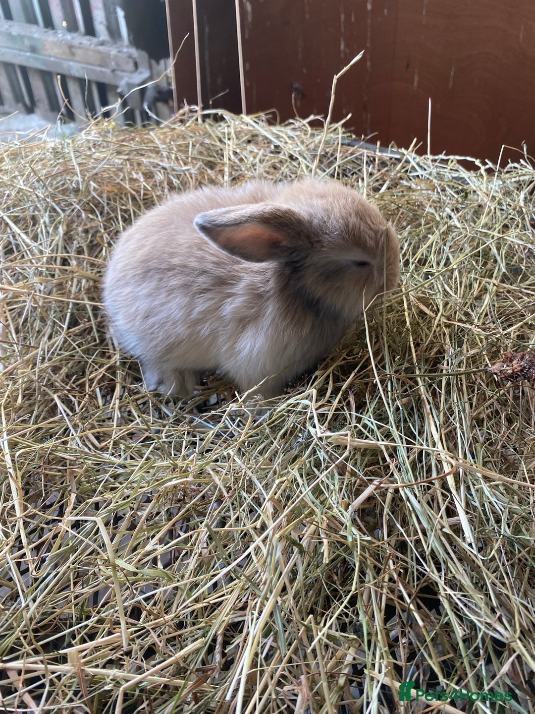 Lionhead rabbits for sale: Lion head x mini lop  - Image 4