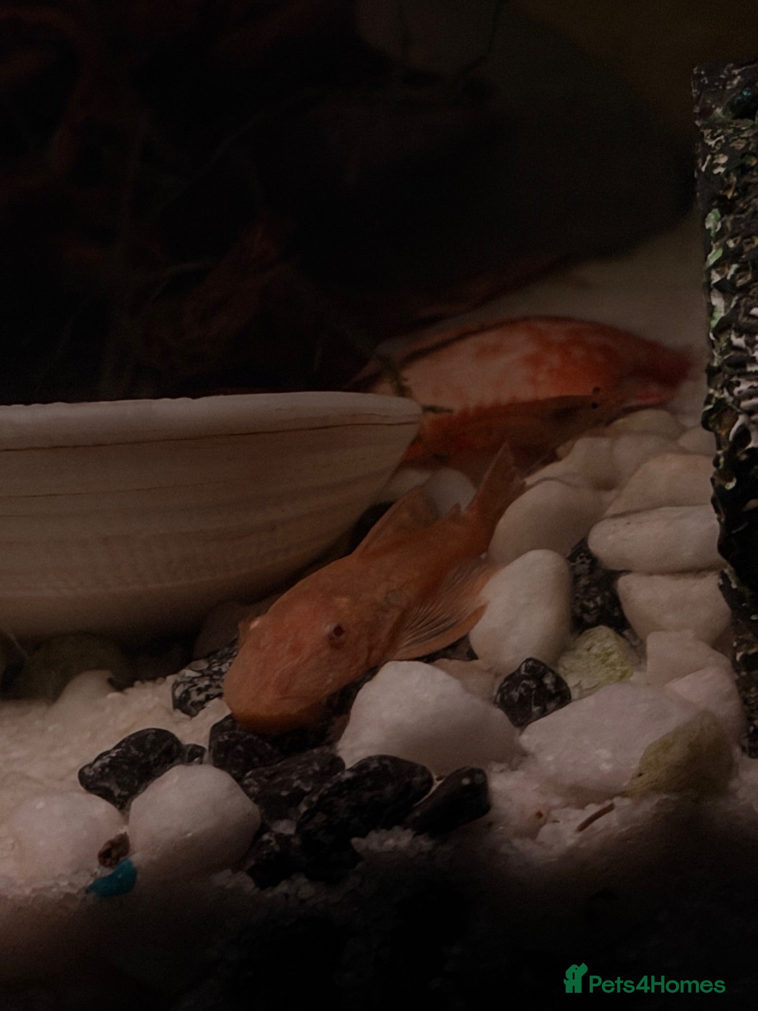 Plecos fish Pleco - Advert 23