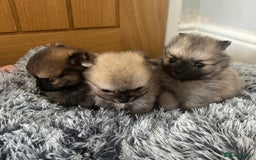 Pomeranian dogs for sale: Tiny Pomeranian puppies  - Image 2