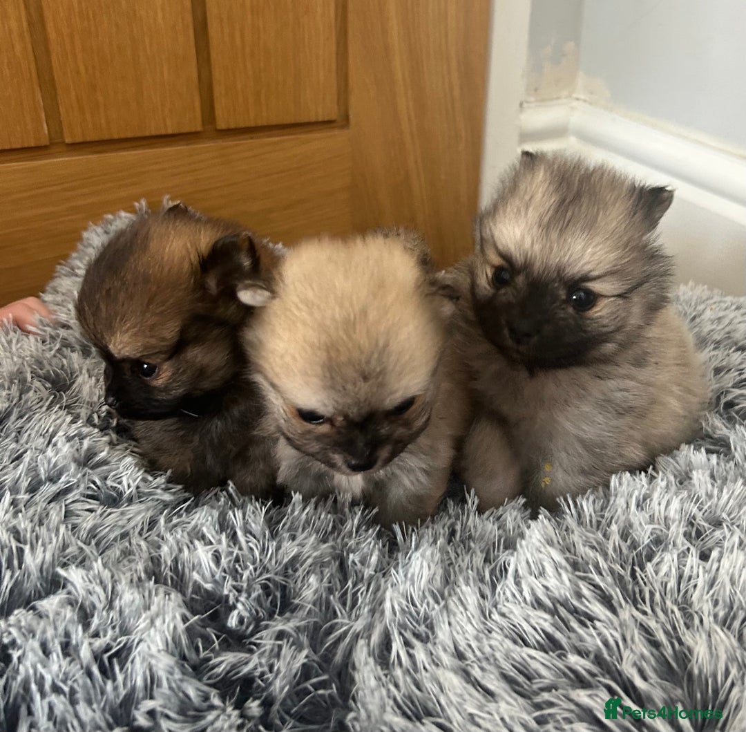 Pomeranian dogs for sale: Tiny Pomeranian puppies  - Image 2