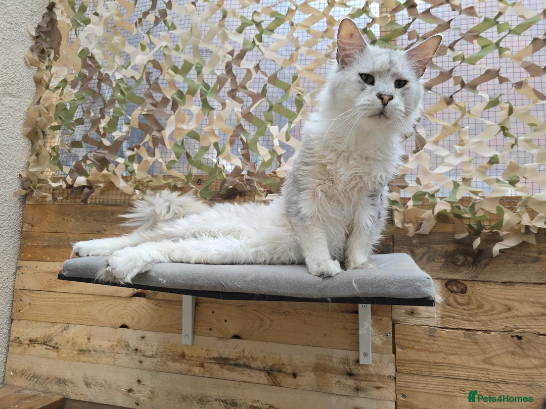 Maine Coon cats for stud: Black Shaded Maine Coon Large Imported in Hull - Advert 9