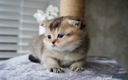 Munchkin cats for sale: Munchkin kittens - Advert 2