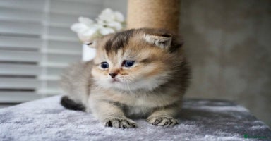 Munchkin cats Munchkin kittens - Advert 3