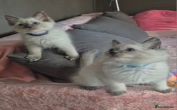 Ragdoll cats for sale:  2 left! 6 Purebred Blue Point Ragdoll Kittens - Image 2
