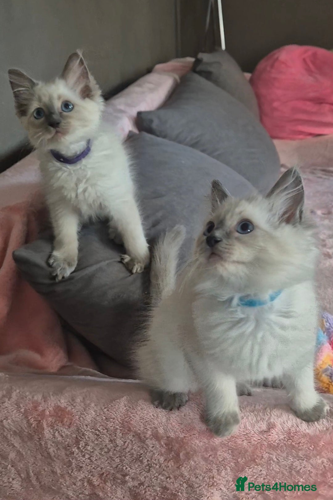 Ragdoll cats for sale:  2 left! 6 Purebred Blue Point Ragdoll Kittens - Image 2