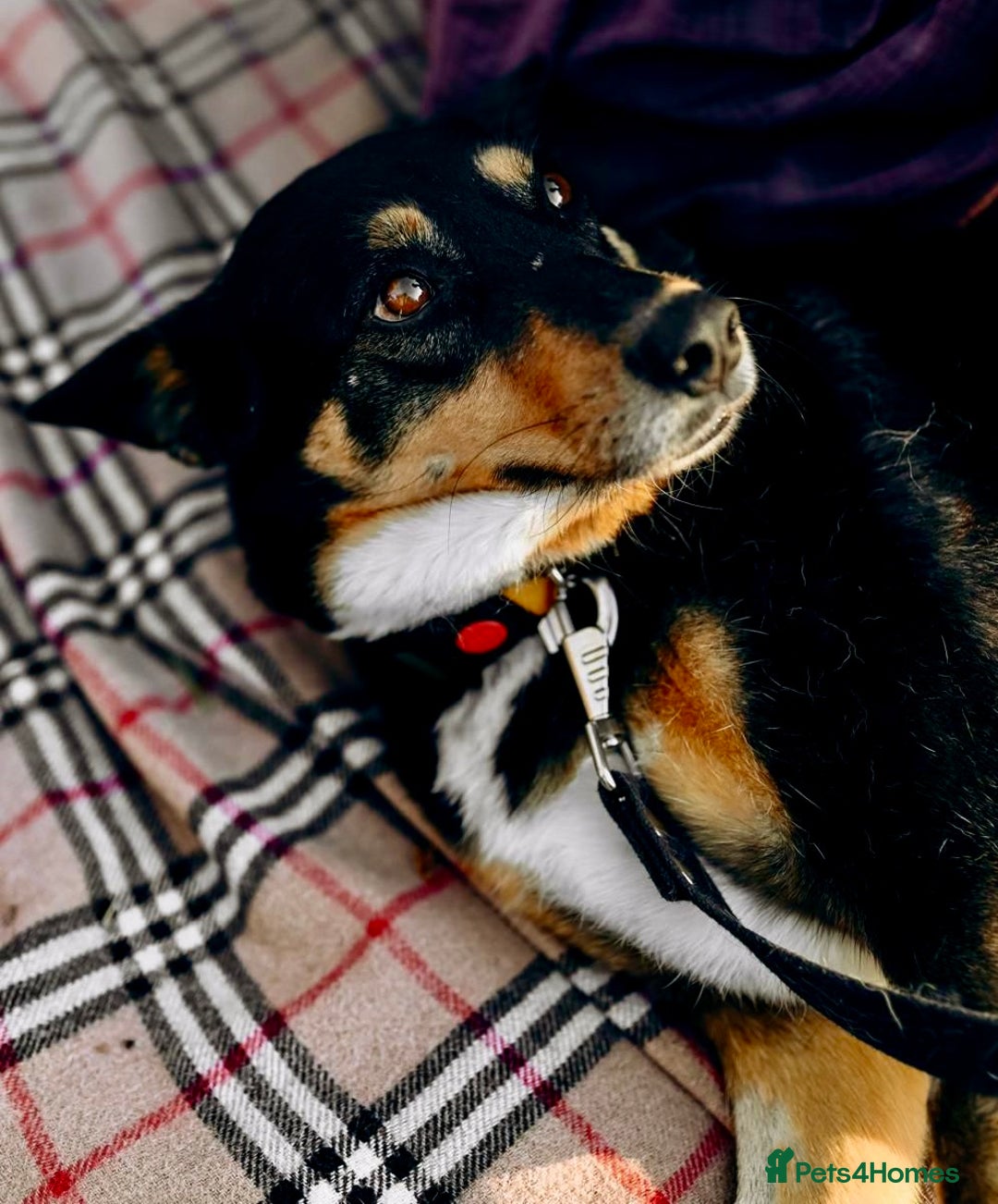 German Shepherd dogs for adoption: 🐾 POPPY – Female German Shepherd - Advert 4