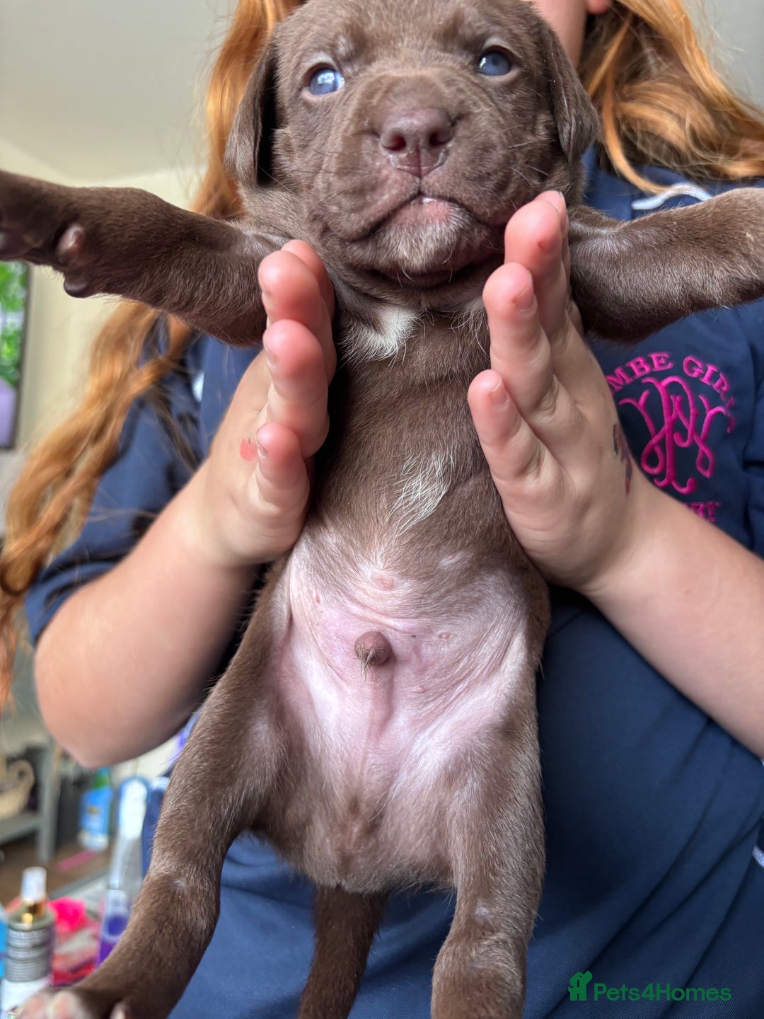 Mixed Breed dogs for sale: Staff x cockapoo puppies  - Image 2