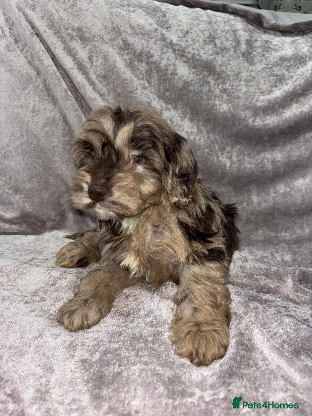 Cockapoo dogs for sale: Gorgeous Cockapoo Puppies  - Advert 21