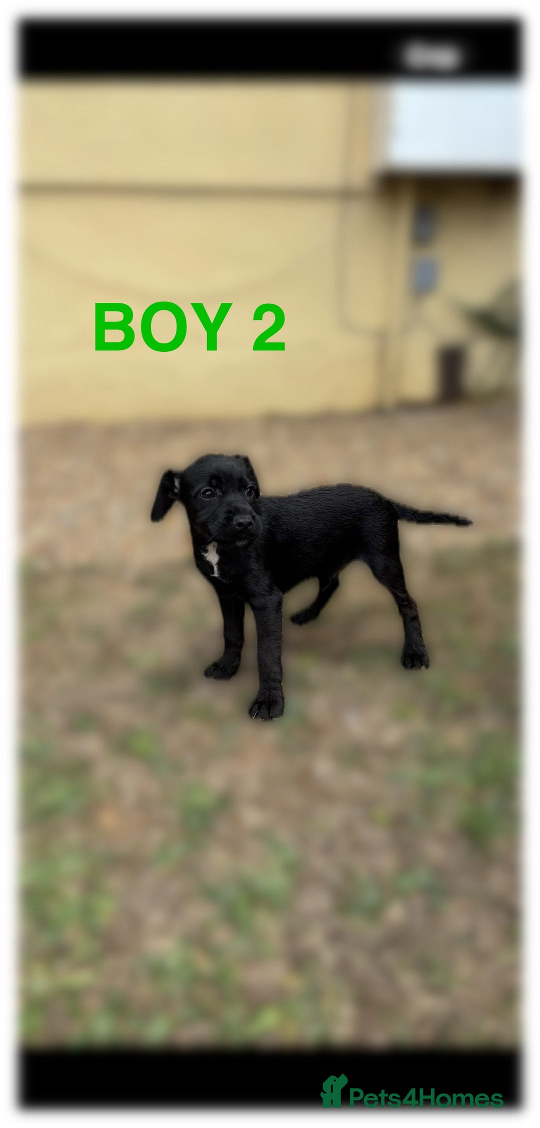 Patterdale Terrier dogs for sale: Patterdale terriers  - Image 5