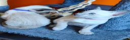 Siamese cats for sale: Gorgeous Siamese kittens!!! - Advert 3