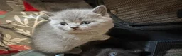 British Shorthair cats for sale: British Shorthair kittens  - Advert 1