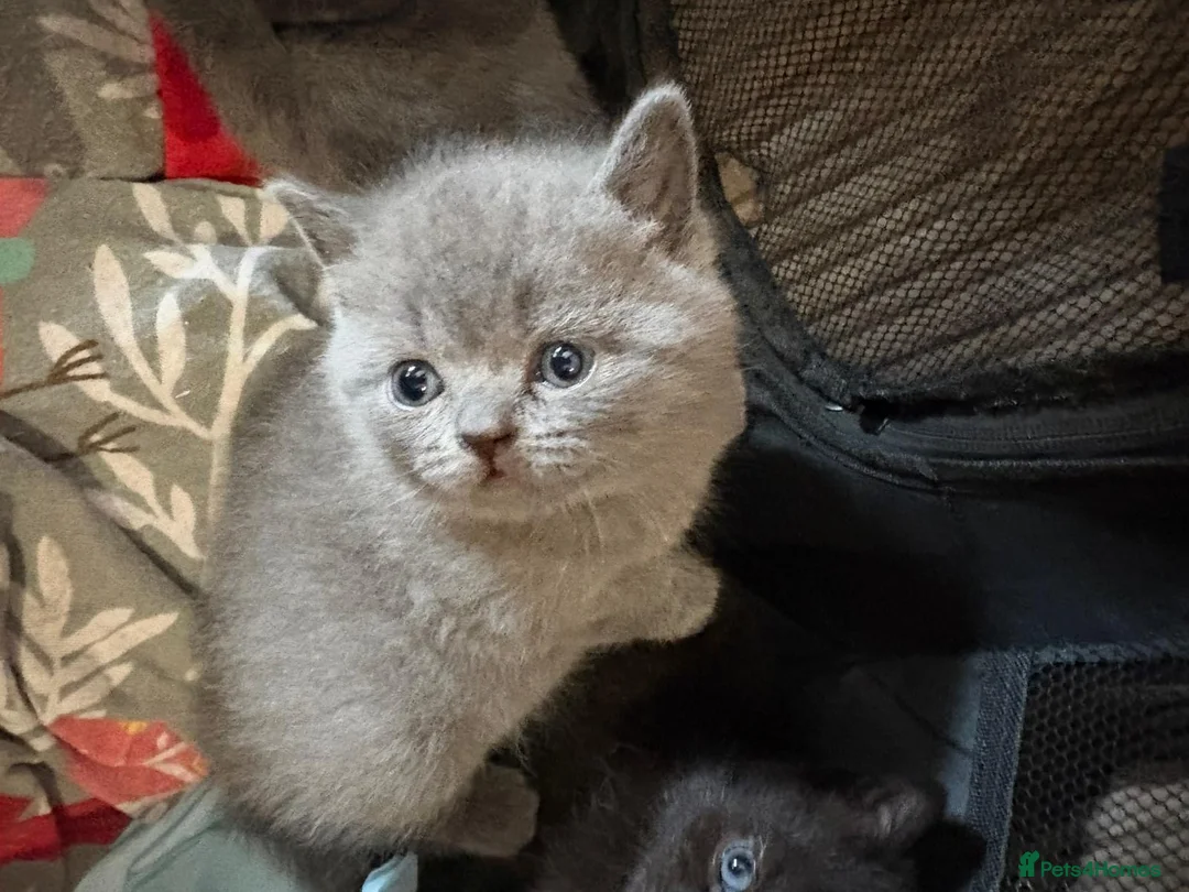 British Shorthair cats for sale: British Shorthair kittens  - Advert 1