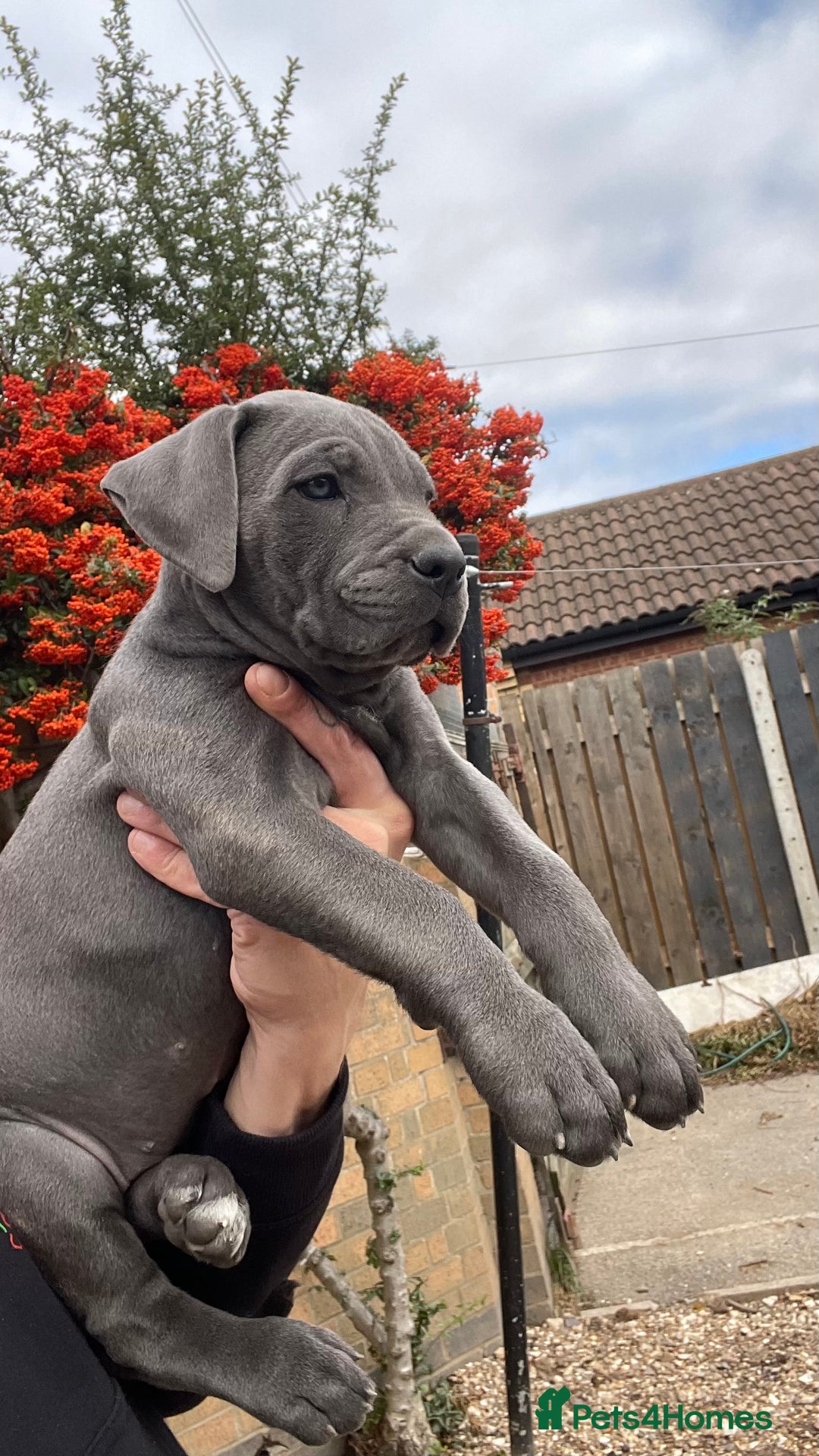 Cane Corso dogs for sale: Cane corso puppies 9 weeks old - Image 13