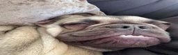 French Bulldog dogs for sale: Kc registered frenchie  - Advert 2