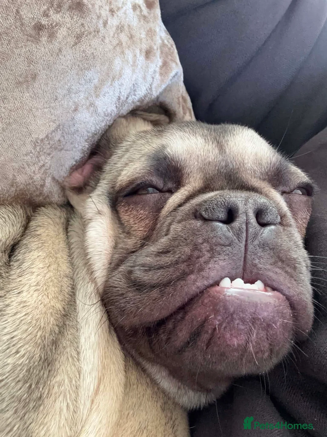 French Bulldog dogs for sale: Kc registered frenchie  - Advert 2