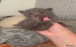 British Shorthair cats for sale: Stunning British Short Hair Kittens - Image 12