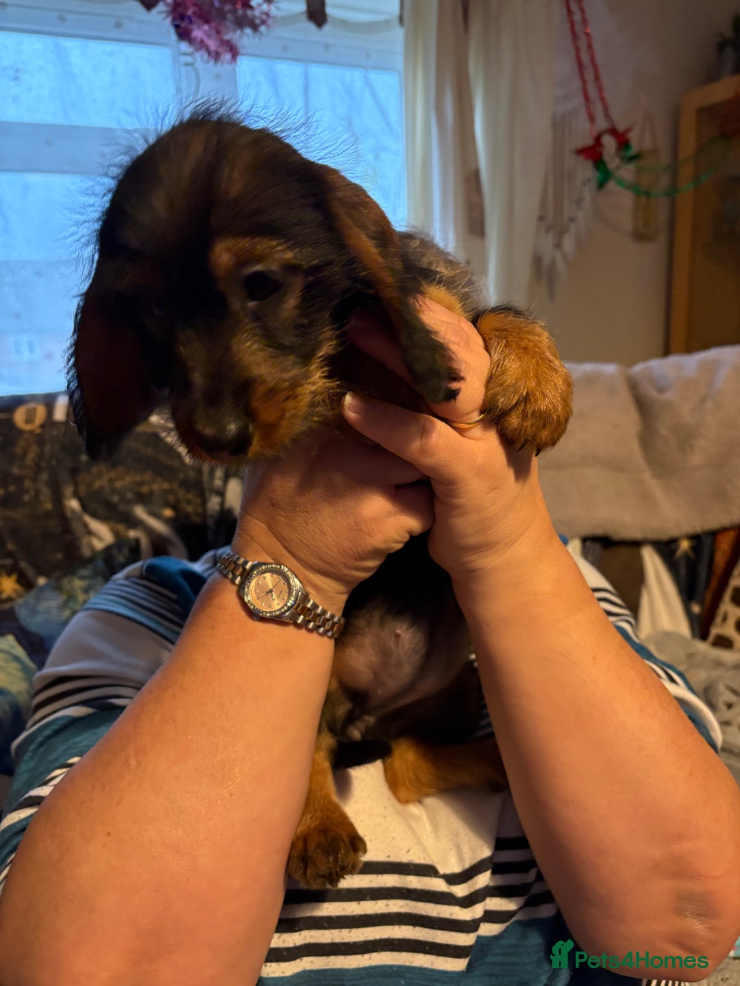 Mixed Breed dogs for sale: Beautiful Dorkie puppies Ready Now!! - Advert 10