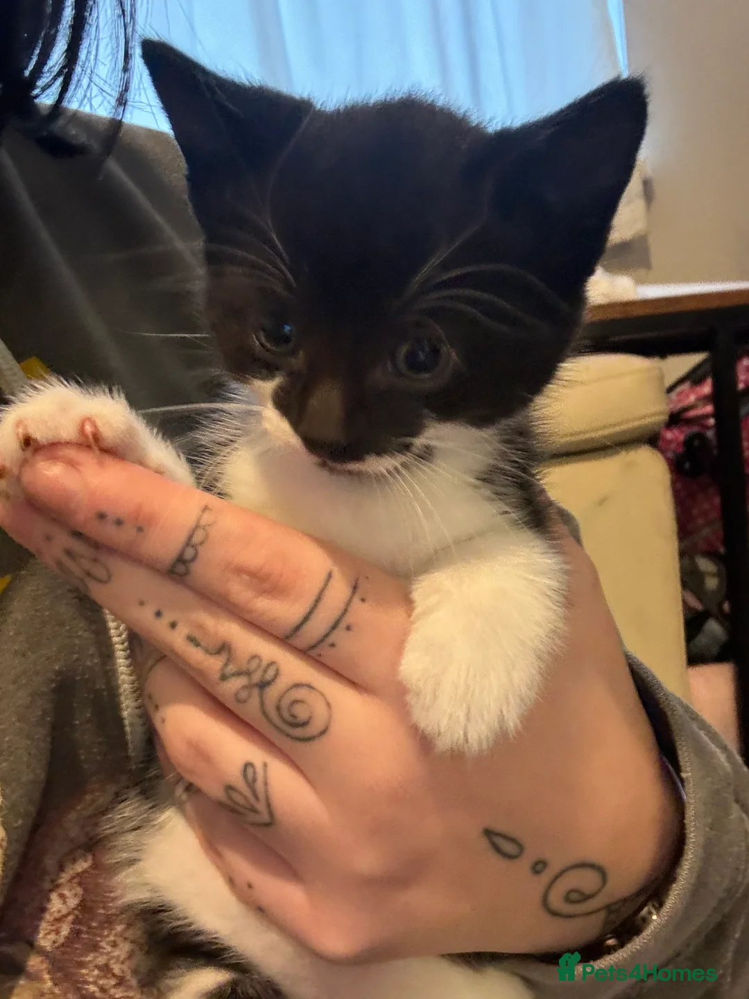 Mixed Breed cats for sale: Three black&white kittens in Bristol - Advert 9