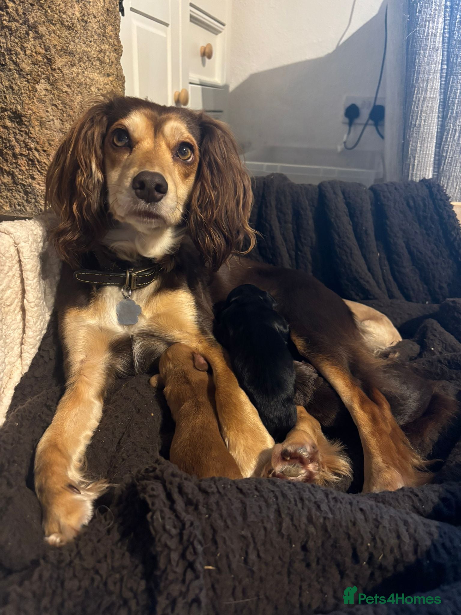 Cocker Spaniel dogs Beautiful Working Cocker Spaniel Puppies - Advert 1