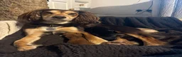 Cocker Spaniel dogs for sale: Beautiful Working Cocker Spaniel Puppies - Advert 3