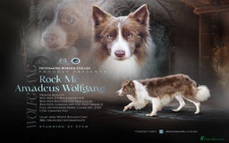 Border Collie dogs for stud: Fully health tested lilac duel KC/ISDS For stud  in Boston - Image 2