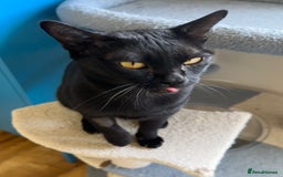 Bombay cats for sale: Affectionate beautiful GCCF reg Bombay femaie - Image 4