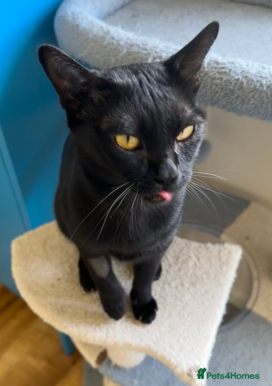 Bombay cats for sale: Affectionate beautiful GCCF reg Bombay femaie - Image 4