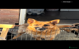 German Shepherd dogs for sale: Working line German shepherd puppies  - Image 4