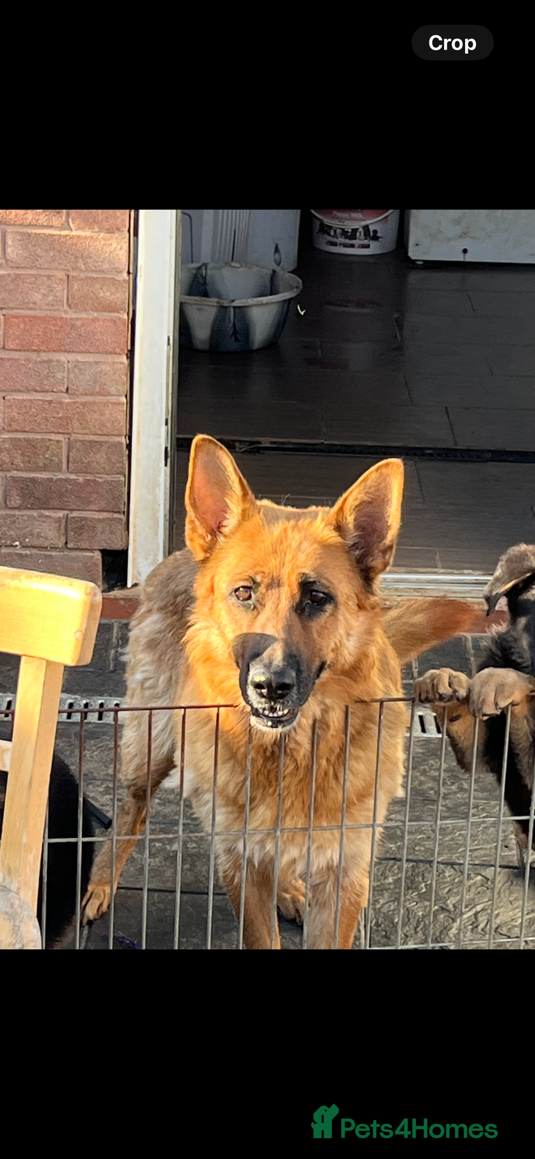 German Shepherd dogs for sale: Working line German shepherd puppies  - Image 4