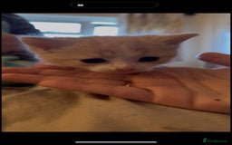 Mixed Breed cats for sale: Adorable kittens available  - Image 9