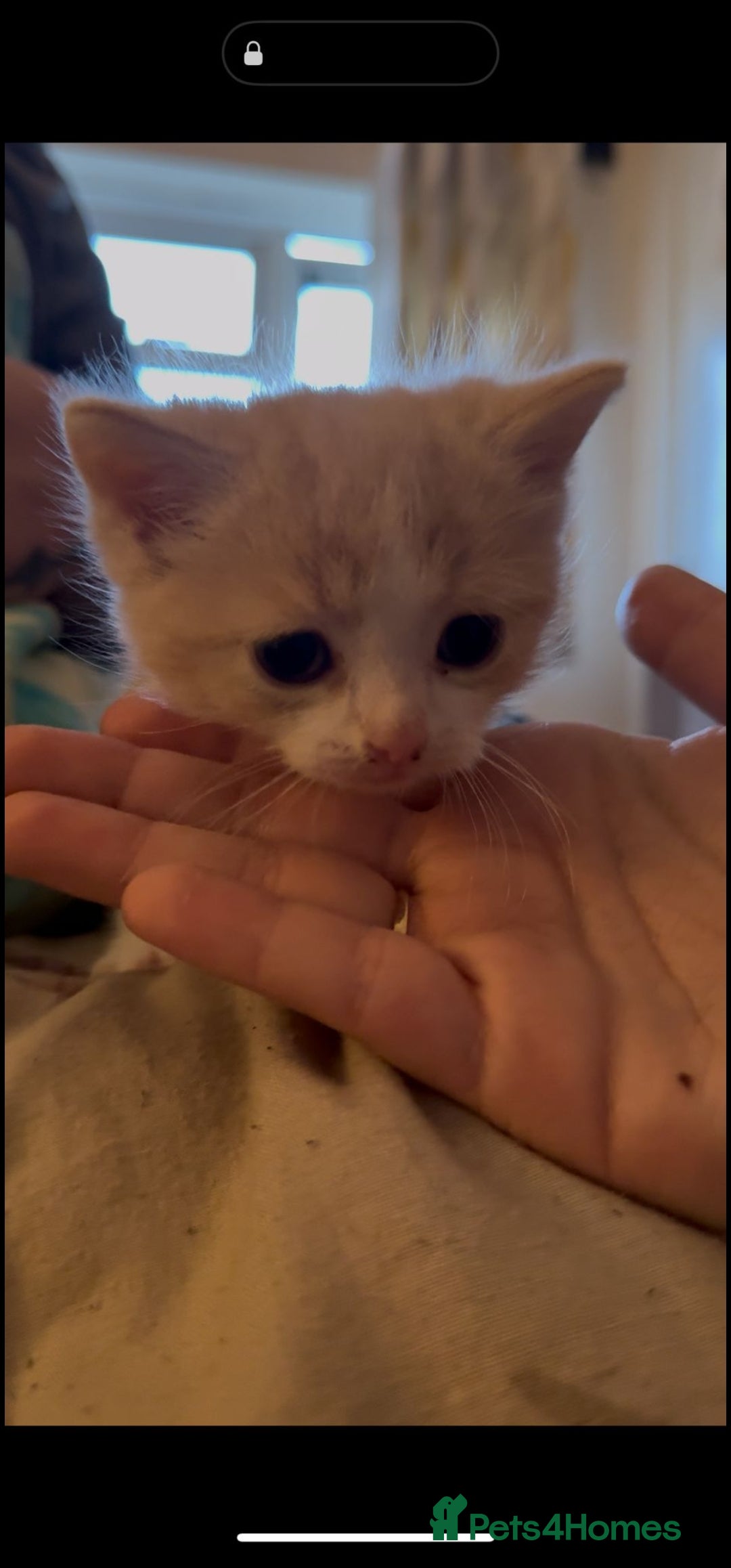 Mixed Breed cats for sale: Adorable kittens available  - Image 9