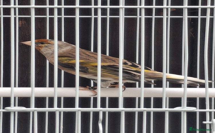 Mixed Breed birds - Advert 2
