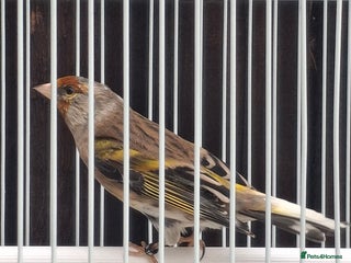 Mixed Breed birds - Advert 12