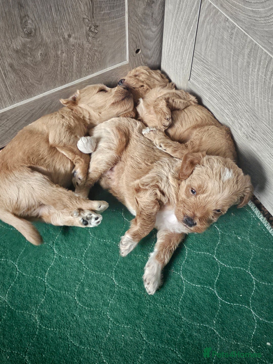 Schnoodle dogs for sale: 5 Adorable Schnoodle Puppies ❤️🩷💚💙🧡 - Image 13