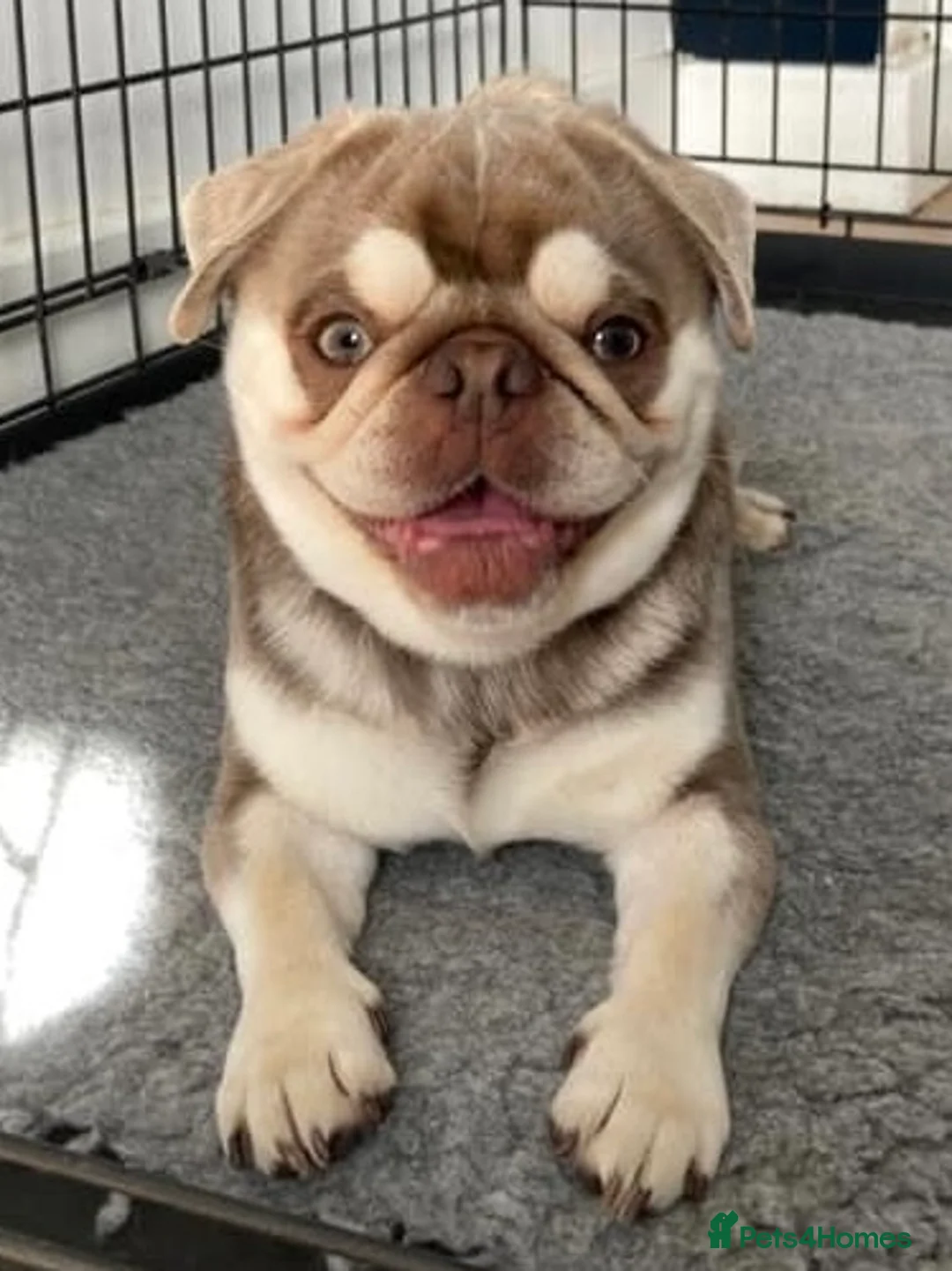 Pug dogs for stud: lilac tan pug KC & 5panel health tested - Advert 6