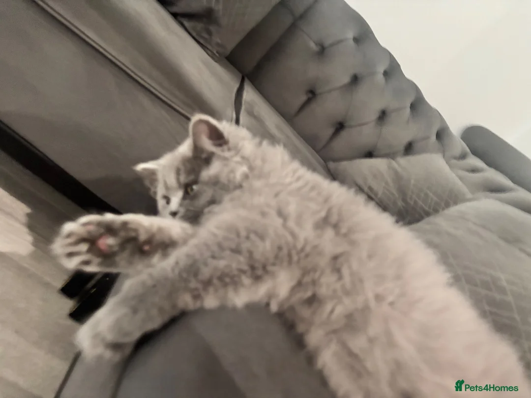 British Longhair cats for sale: British Longhair in Waltham Cross - Advert 7