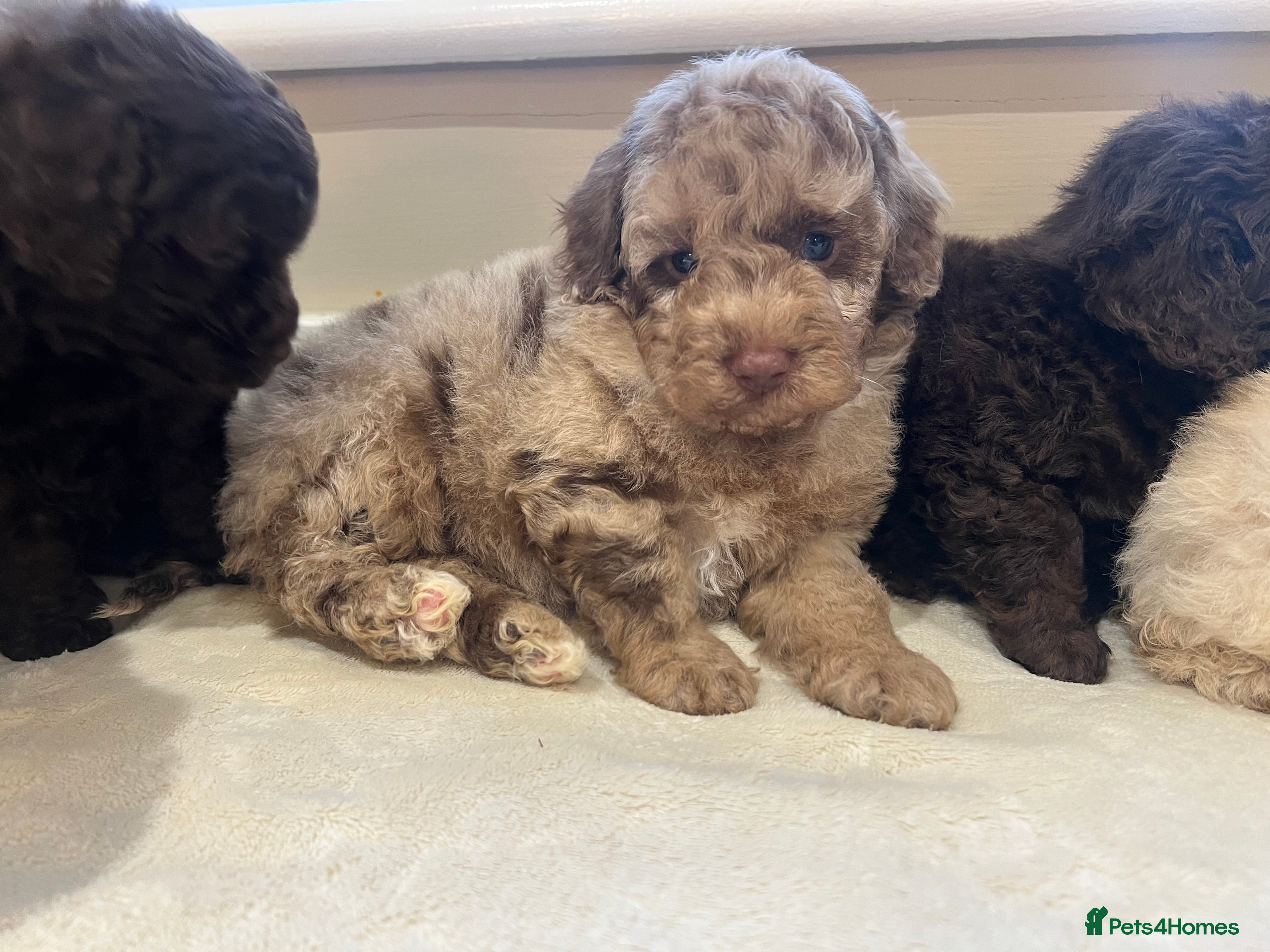 Toy Poodle dogs ** One beautiful Healthy Merle Girl ** - Advert 17