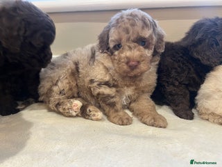 Toy Poodle dogs ** One beautiful Healthy Merle Girl ** - Advert 17